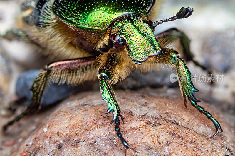 绿月季金龟子(Cetonia aurata)的特写